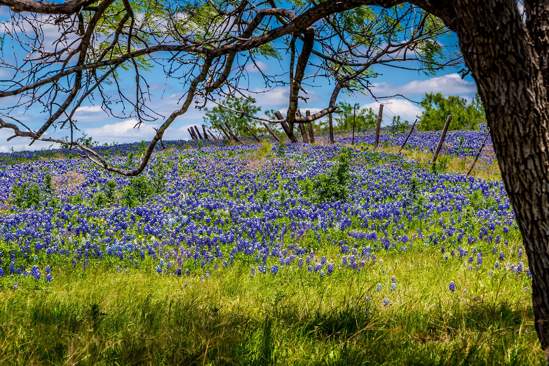 Texas cerebral palsy resources