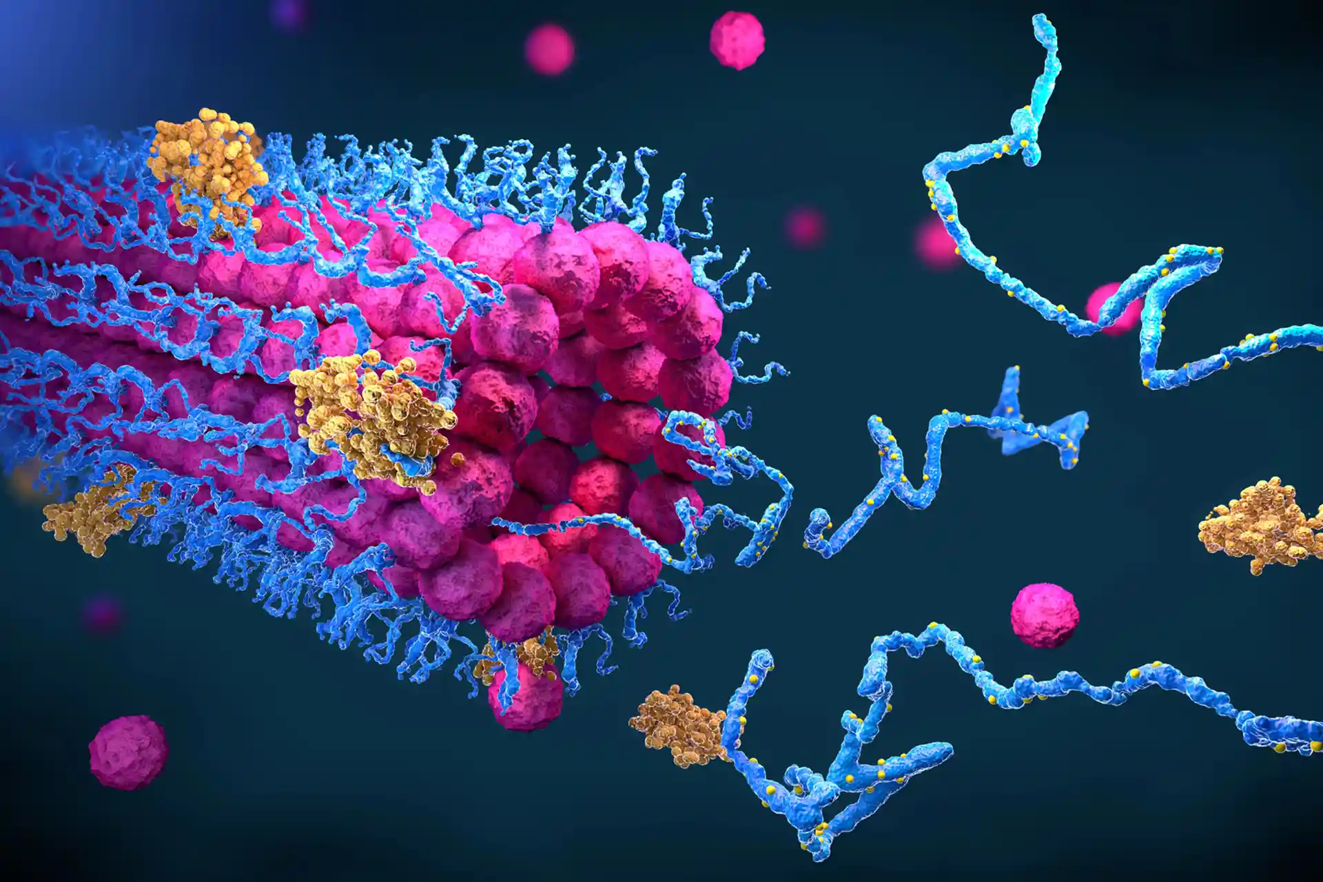 Are peptides helpful for those with cerebral palsy?